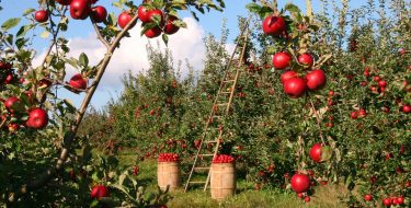 Lavoratori agricoli e braccianti, pieno sostegno all’appello del Sindaco di Saluzzo per un piano operativo